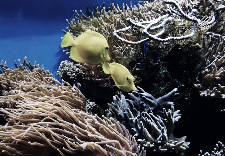 vectorsoft unterstützt die Organisation OceanCare vectorsoft unterstützt die Organisation OceanCare